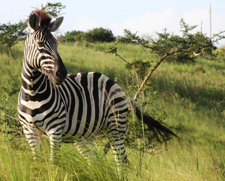 Rain Farm Game Lodge Umhlali Экстерьер фото