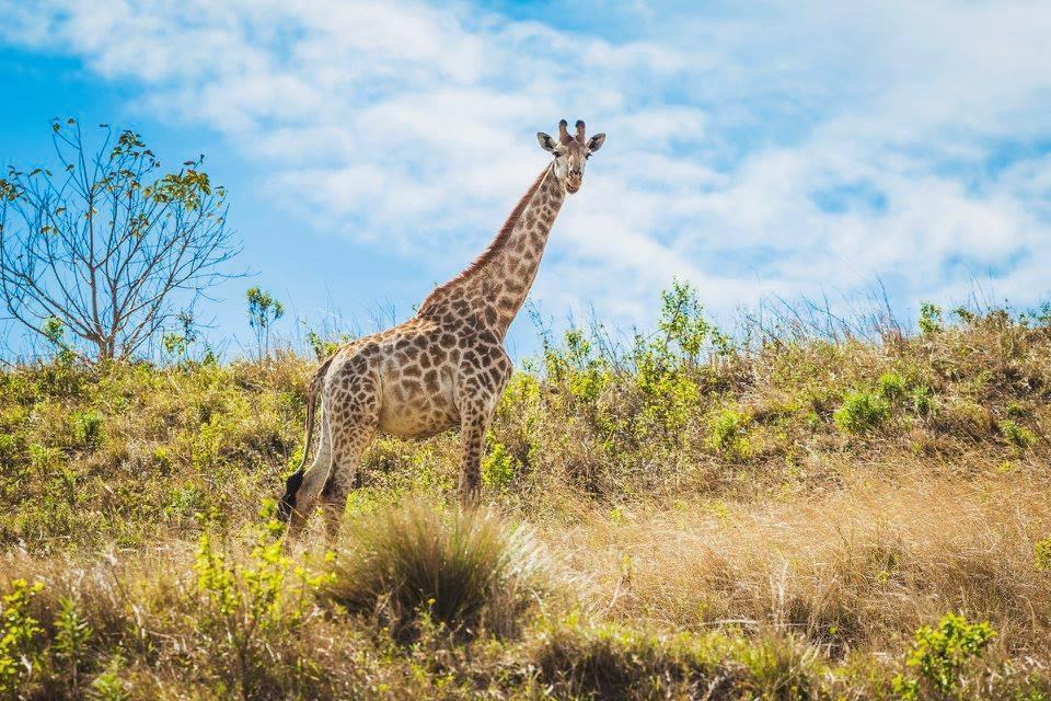 Rain Farm Game Lodge Umhlali Экстерьер фото